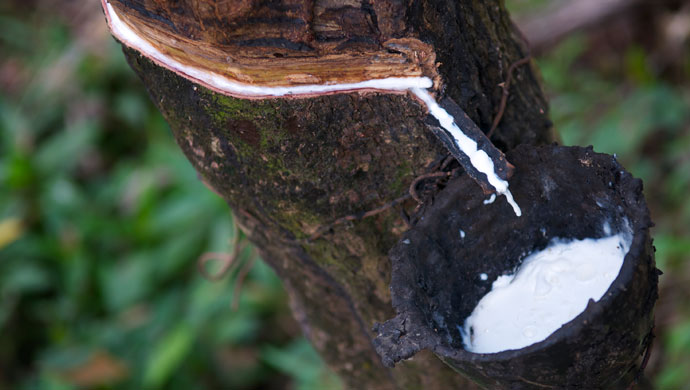 Vytex is made from the sap of the Hevea brasiliensis tree. Creating Natural Rubber Latex.